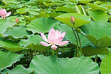 《如龙 维新！极》正式发售 上市预告公布